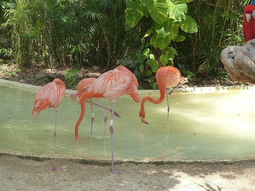 P1050846_flamingos.JPG