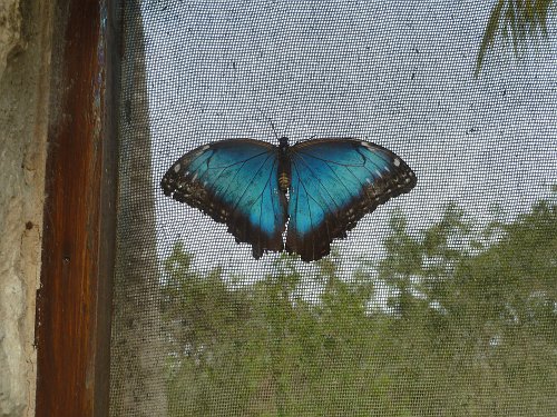P1050903_blue_butterfly.JPG