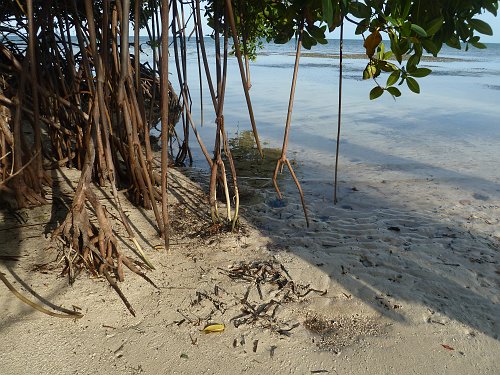 P1060108_mangrove_beach.JPG