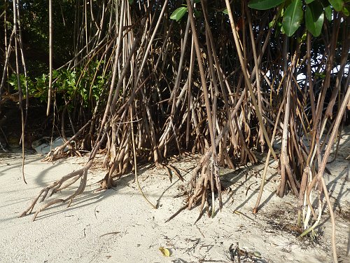 P1060109_mangrove_sand.JPG